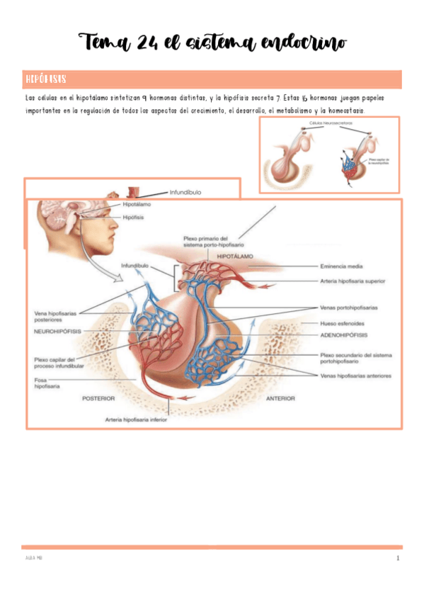 Miniatura del documento Tema-24-el-sistema-endocrino.pdf
