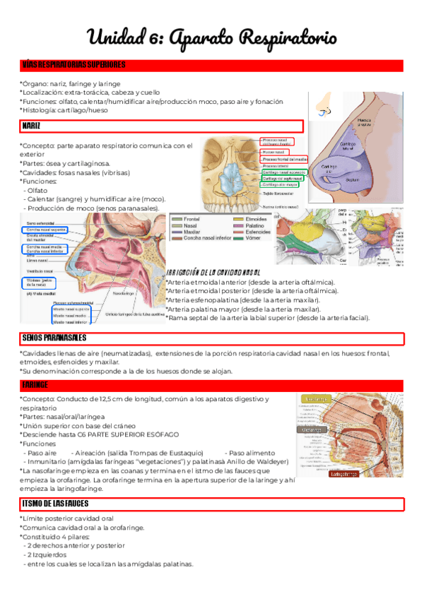 Miniatura del documento Unidad-6-Aparato-Respiratorio.pdf
