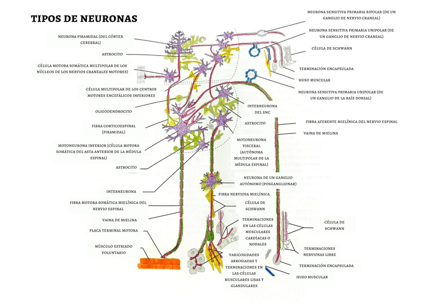Miniatura del documento 1.png