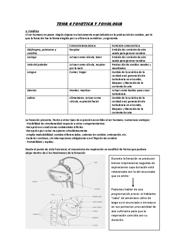 Miniatura del documento TEMA-4-FONETICA-Y-FONOLOGIA.pdf