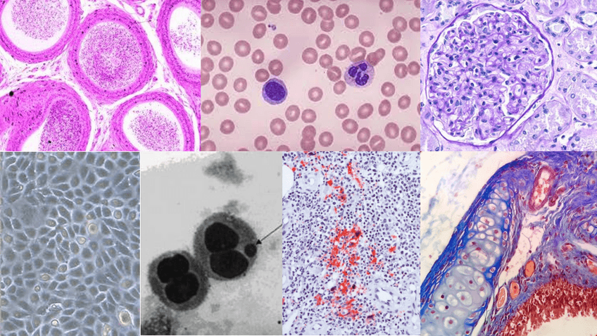 Miniatura del documento Microscopía tarjetas imágenes - T.8.pdf