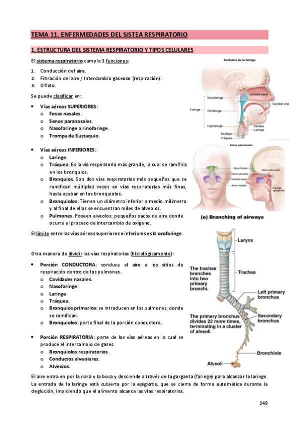 Miniatura del documento 11. Enfermedades respiratorias.pdf