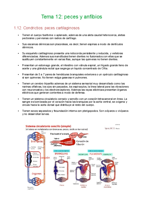 Miniatura del documento Tema-12-peces-y-anfibios.pdf