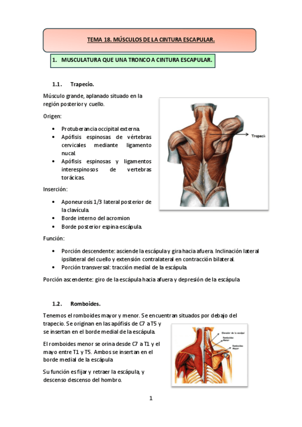 Miniatura del documento TEMA-18.-MUSCULOS-DE-LA-CINTURA-ESCAPULAR.pdf