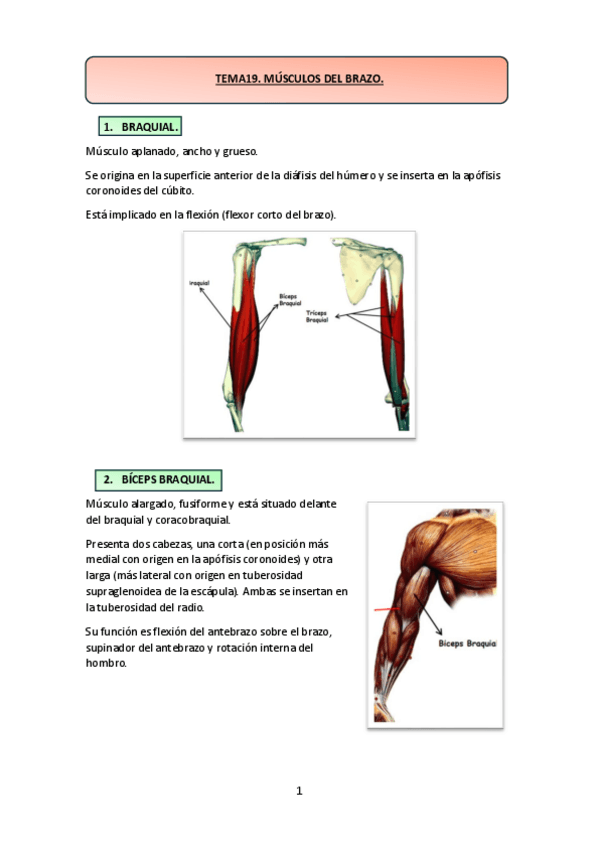Miniatura del documento TEMA-19.-MUSCULOS-DEL-BRAZO..pdf