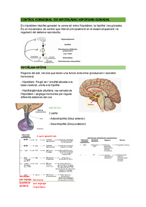 Miniatura del documento Fisiologia-de-la-reproduccio-II.pdf