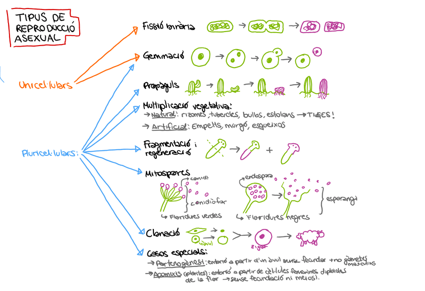 Miniatura del documento 6EsquemaReproduccioAsexualBioIAlbaCartro.pdf