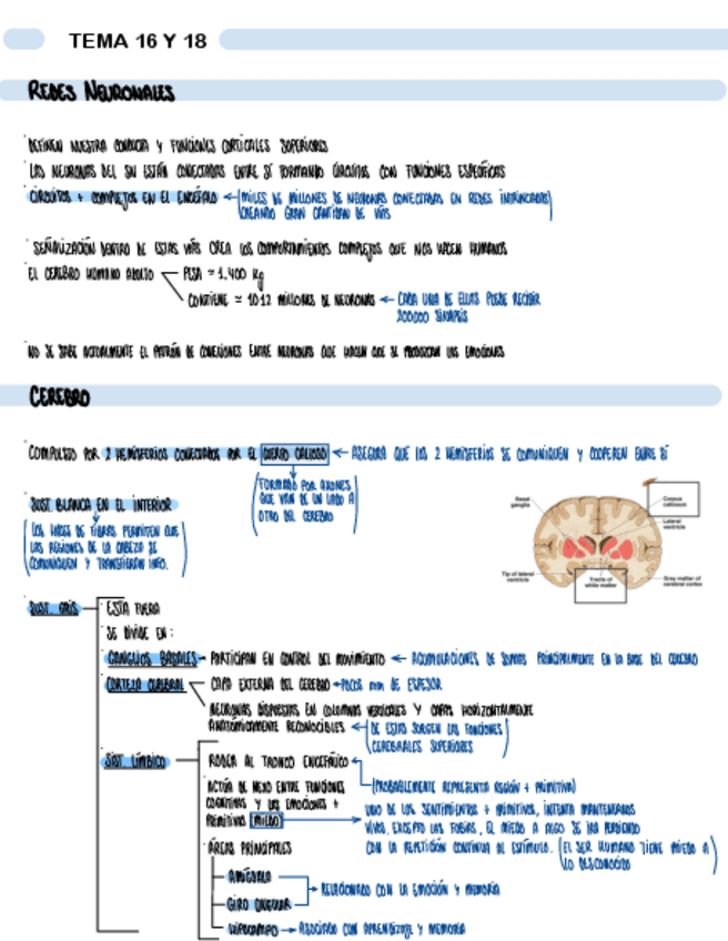 Miniatura del documento TEMA-16-Y-18.-FUNCIONES-CORTICALES-SUPERIORES.pdf
