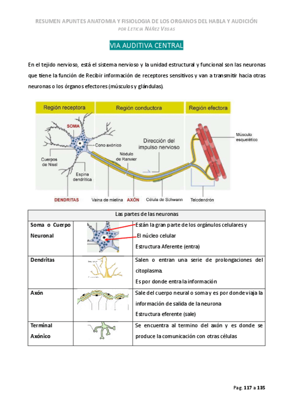 Miniatura del documento Via-auditiva.pdf