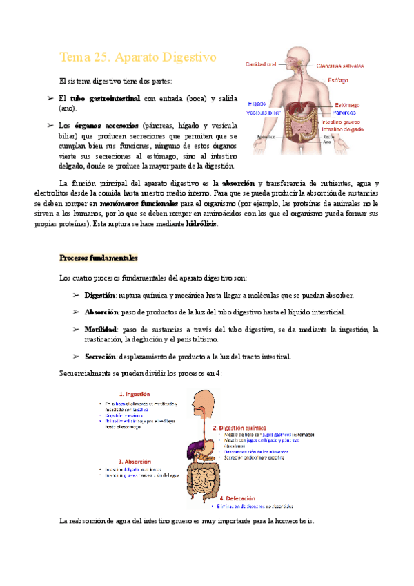 Miniatura del documento Tema-25.-Aparato-Digestivo.pdf