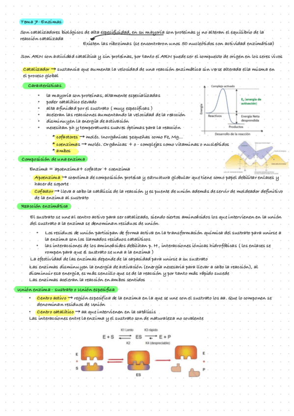 Miniatura del documento Bioquimica-Tema-7.-Enzimas.pdf
