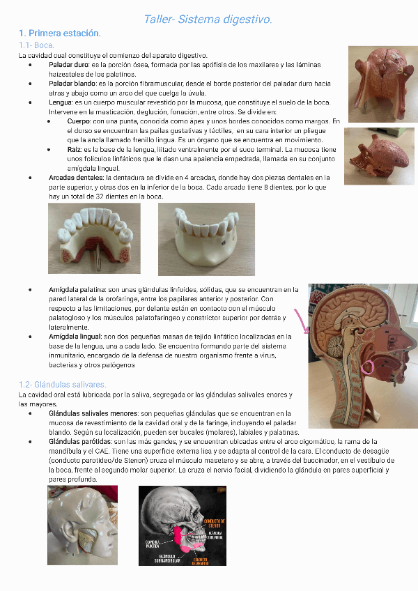 Miniatura del documento Taller-Sistema-digestivo-231229123905.pdf