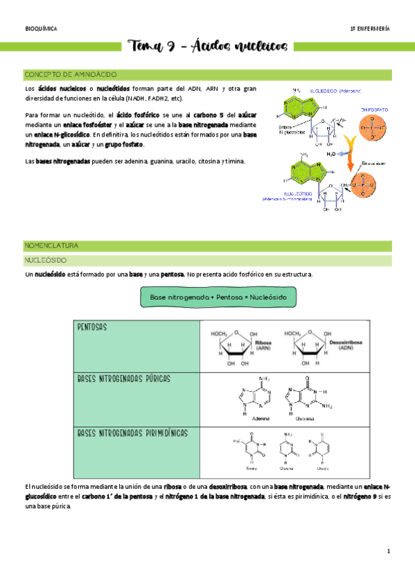Miniatura del documento Tema-9-Acidos-nucleicos.pdf