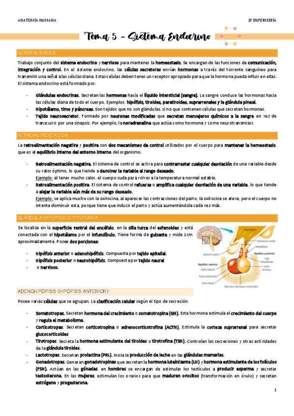 Miniatura del documento Tema-5-Sistema-Endocrino.pdf