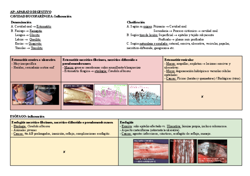 Miniatura del documento AP-APARATO-DIGESTIVO-TABLA.pdf