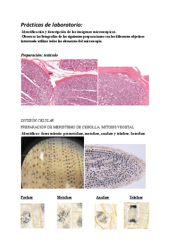 Miniatura del documento Informe-practicas-biologia.pdf