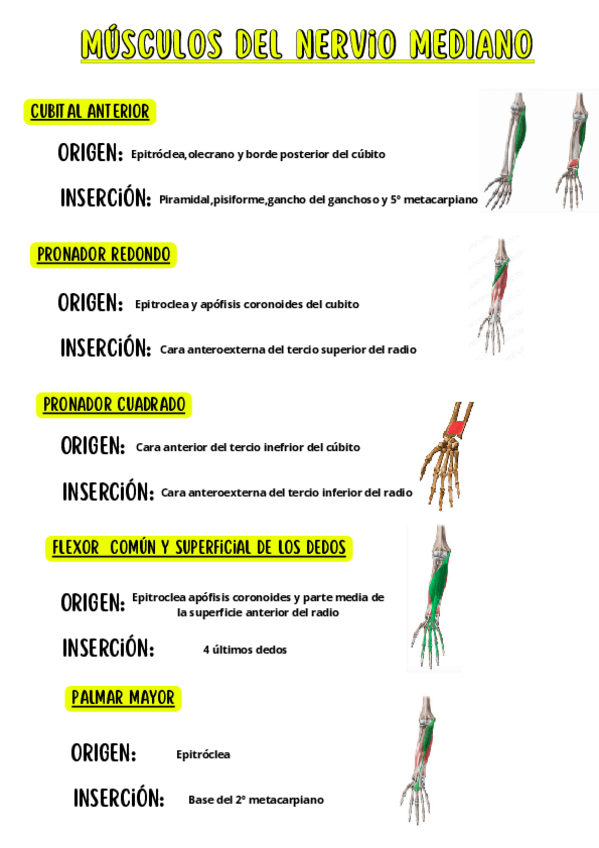 Miniatura del documento Musculos-del-nervio-mediano.pdf