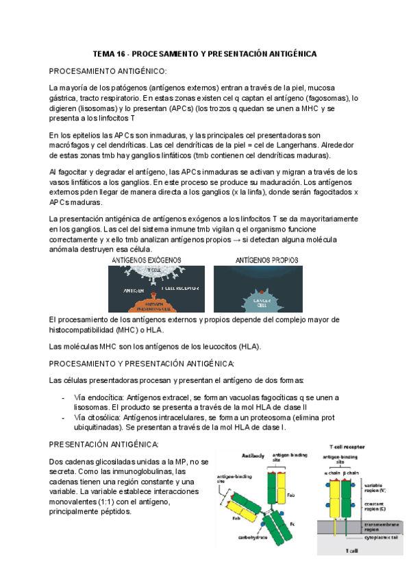 Miniatura del documento TEMA-16-PROCESAMIENTO-Y-PRESENTACION-ANTIGENICA.pdf