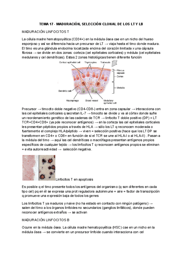 Miniatura del documento TEMA-17-MADURACION-SELECCION-CLONAL-DE-LOS-LT-Y-LB.pdf