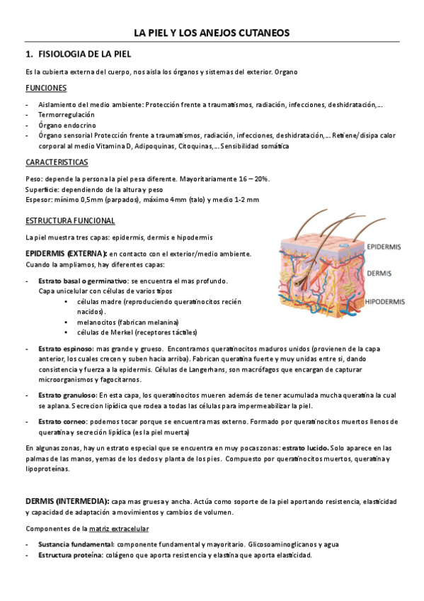 Miniatura del documento LA-PIEL-Y-TEJIDO-ADIPOSO.docx.pdf