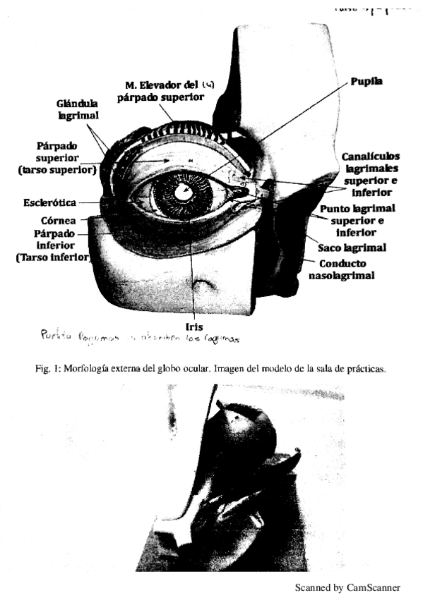 Miniatura del documento Partes del globo ocular.pdf