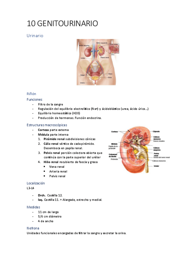 Miniatura del documento t10-anatomia-GENITOURINARIO.pdf