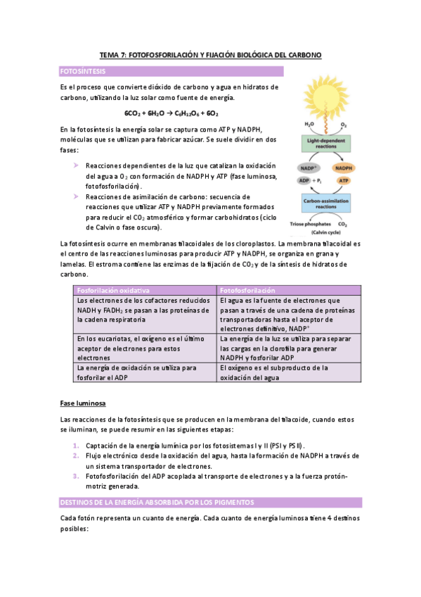 Miniatura del documento TEMA-7-BIOIQUIMICA.pdf