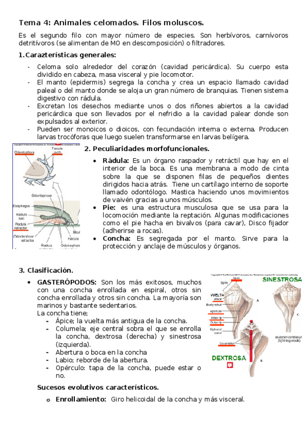 Miniatura del documento Tema-4-Animales-celomados.-Filo-Moluscos.docx