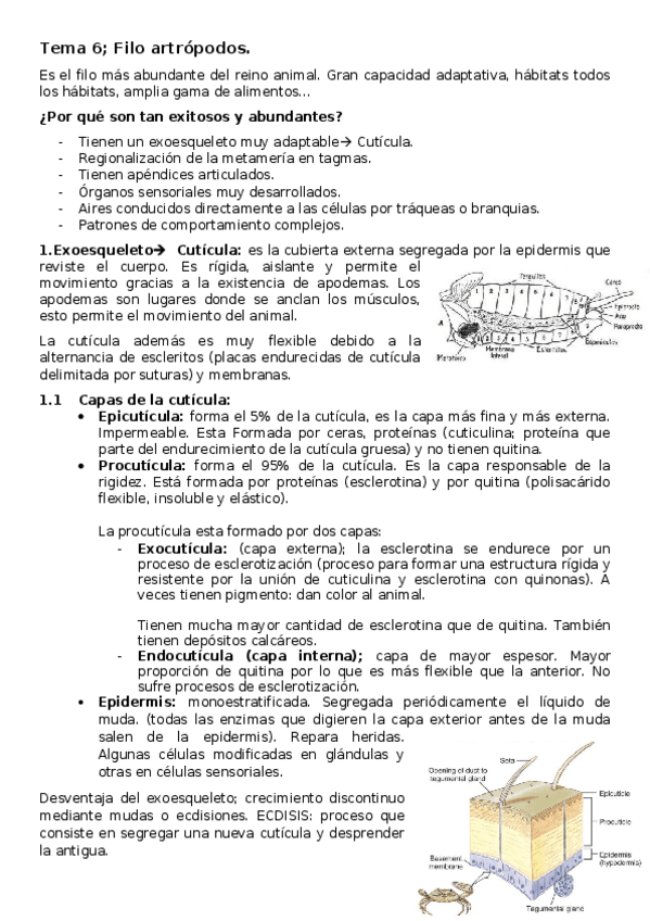 Miniatura del documento Tema-6-artropodos.docx