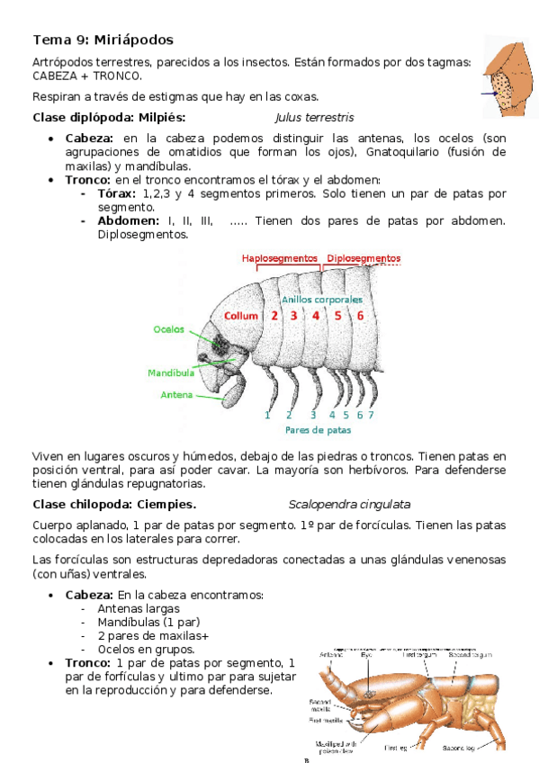 Miniatura del documento Tema-9-Miriapodos.docx
