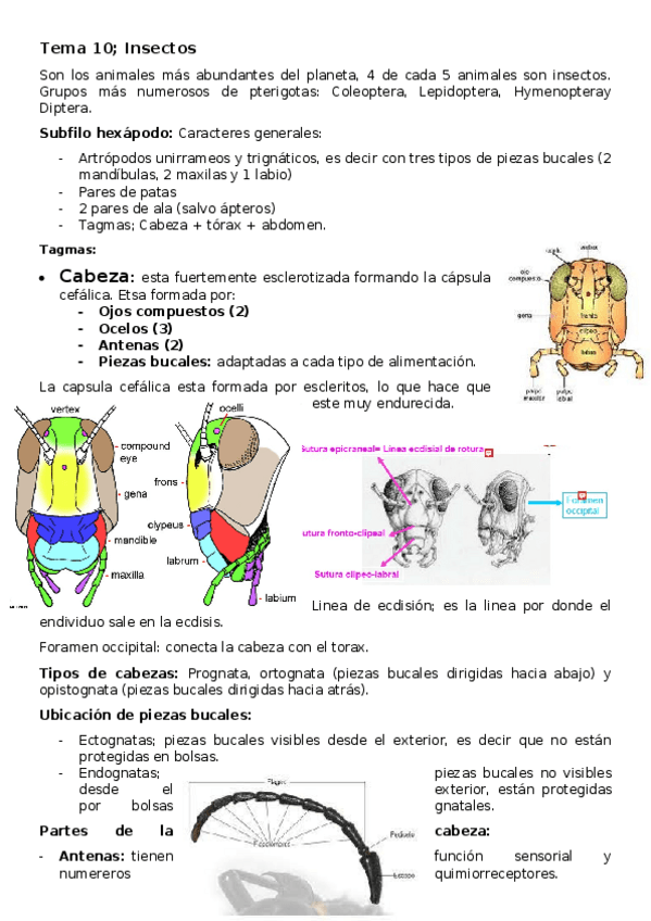 Miniatura del documento Tema-10-Insectos.docx