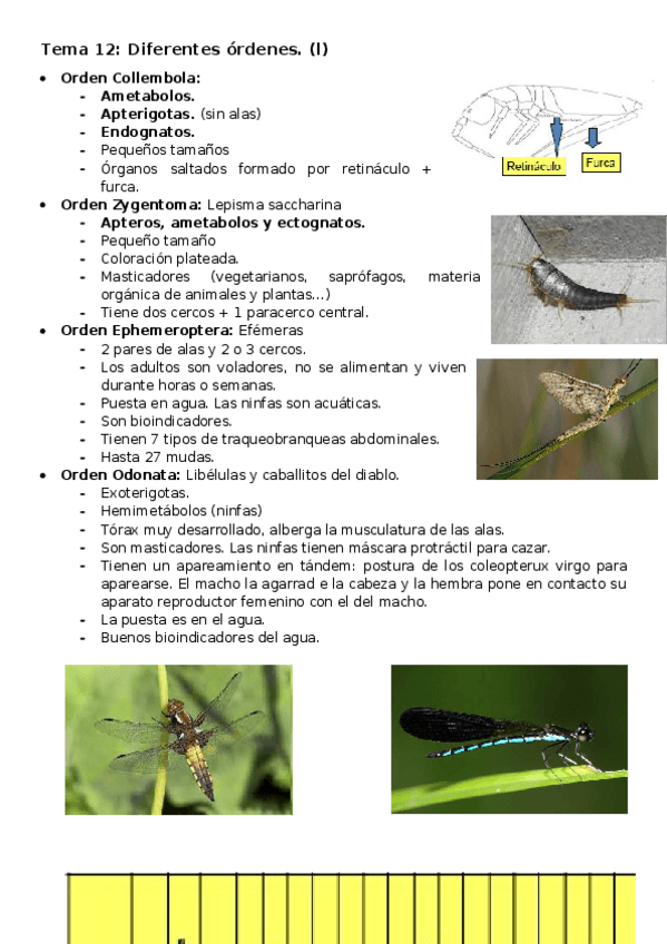 Miniatura del documento Tema-12-Insetcos.-Diferentes-ordenes-l.docx