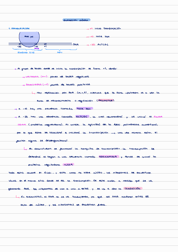 Miniatura del documento T4-expresion-genica.pdf