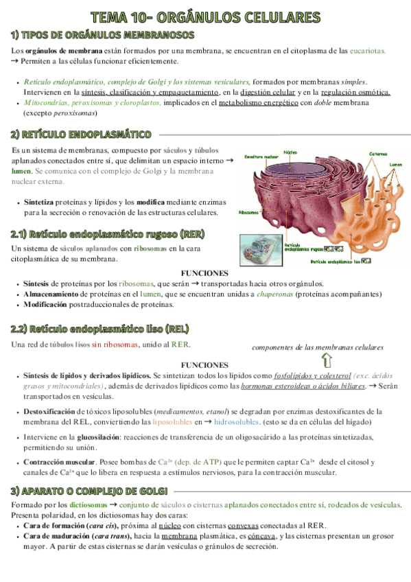 Miniatura del documento Tema-10-Organulos-celulares.pdf