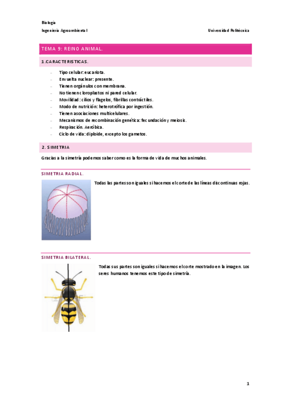 Miniatura del documento Tema-9.-Reino-Animal.pdf