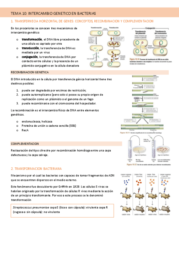 Miniatura del documento TEMA-10-MICROBIOLOGIA.pdf