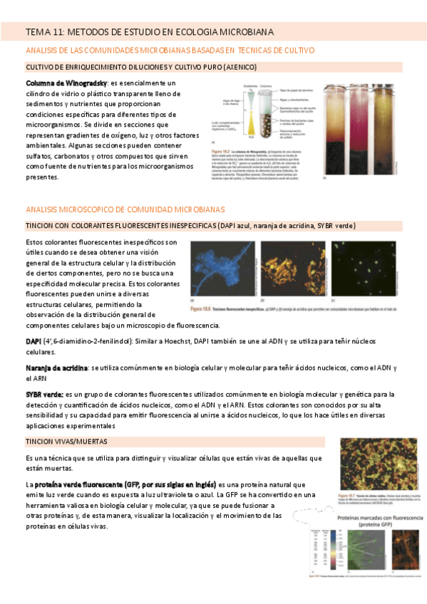 Miniatura del documento TEMA-11-MICROBIOLOGIA.pdf
