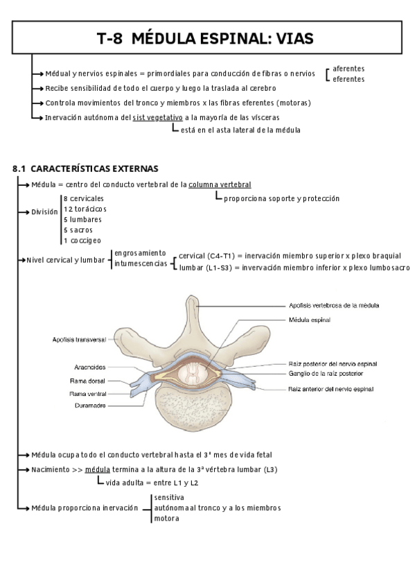 Miniatura del documento T-8-MEDULA-ESPINAL-VIAS.pdf