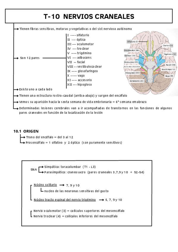 Miniatura del documento T-10-NERVIOS-CRANEALES.pdf