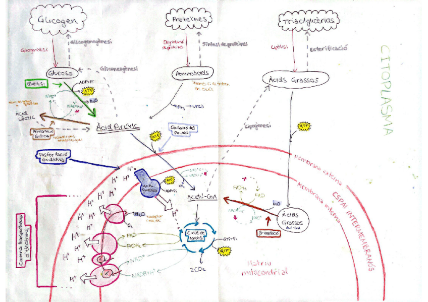 Miniatura del documento 2EsquemaCatabolismeBioIAlbaCartro.pdf
