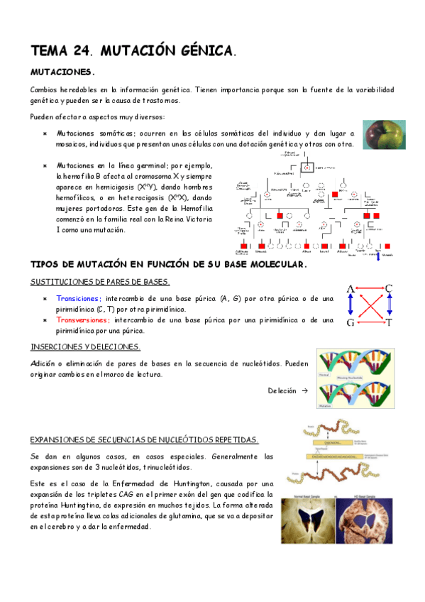 Miniatura del documento Tema-24-Genetica.pdf