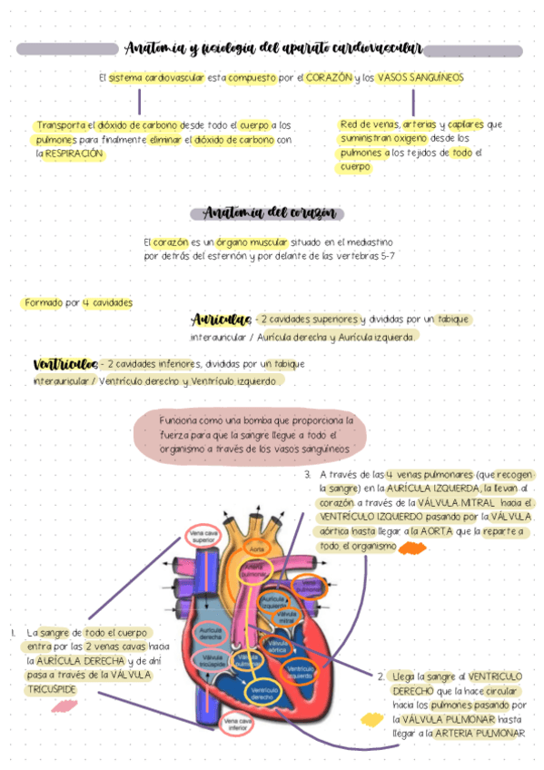 Miniatura del documento Tema-10-Aparato-Cardiovascular TB.pdf