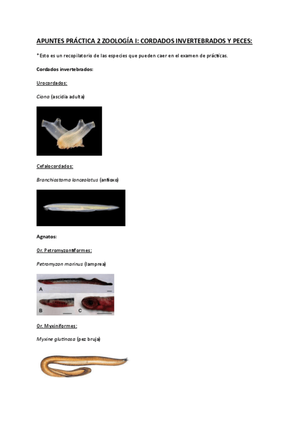 Miniatura del documento APUNTES-PRACTICA-2-ZOOLOGIA-I.-PECES-Y-CORDADOS-INVERTEBRADOS.pdf