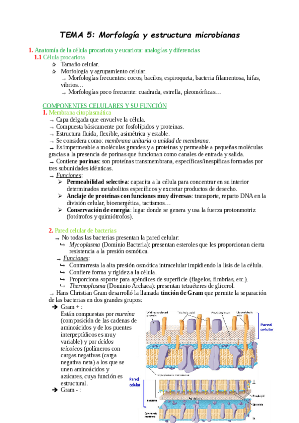 Miniatura del documento TEMA-5.pdf