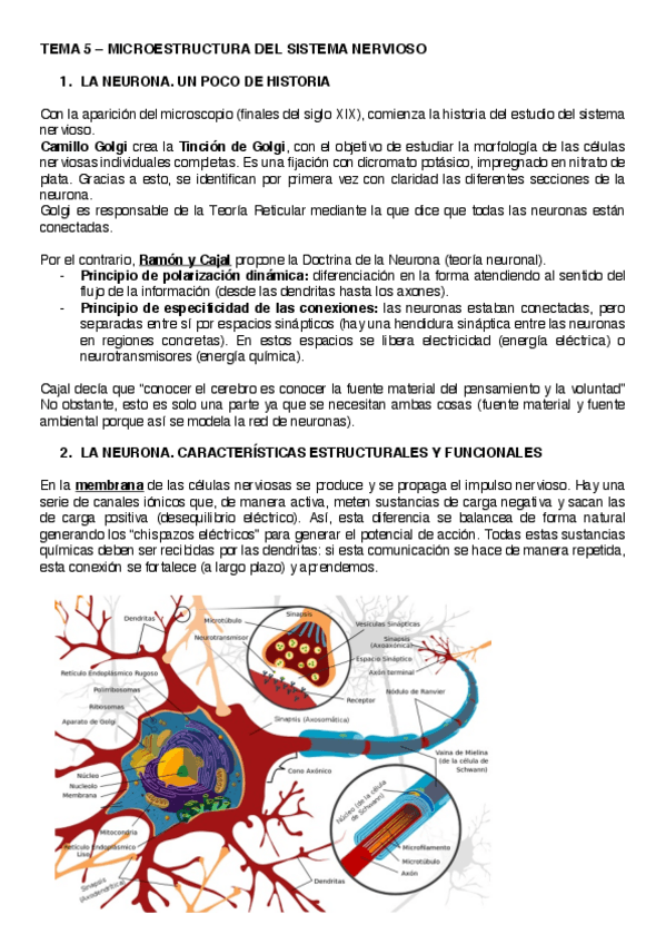 Miniatura del documento TEMA 5 – MICROESTRUCTURA DEL SISTEMA NERVIOSO.pdf