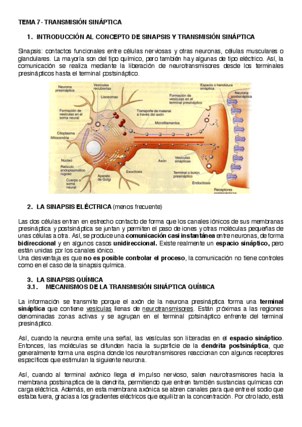 Miniatura del documento TEMA 7. sinapsis.pdf