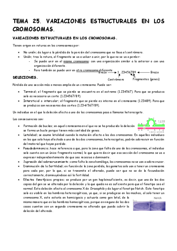 Miniatura del documento Tema-25-Genetica.pdf