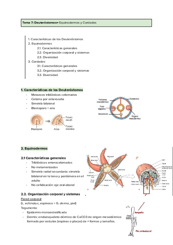 Miniatura del documento Tema-7Deuterostomos-Equinodermos-y-Cordados.pdf