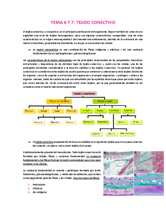Miniatura del documento TEMA-6-Y-7-TEJIDO-CONECTIVO.pdf