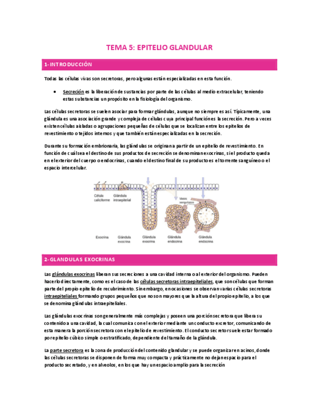 Miniatura del documento TEMA-5-EPITELIO-GLANDULAR.pdf